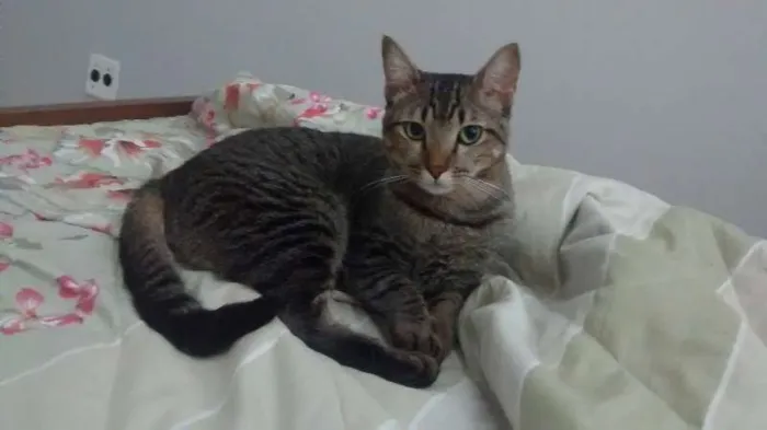 Gato ra a Sem raça definida idade 2 anos nome Mocó