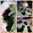 vários gatos