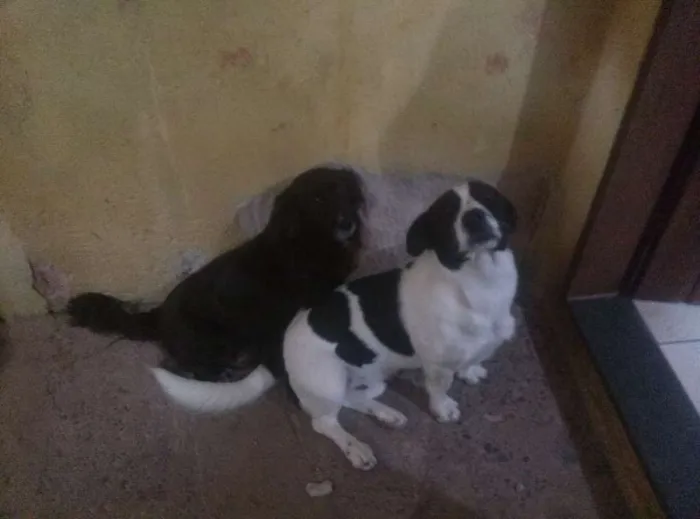 Cachorro ra a Vira lata e cokie idade Abaixo de 2 meses nome Sem Nome