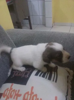 Cachorro raça Vira lata e cokie idade Abaixo de 2 meses nome Sem Nome