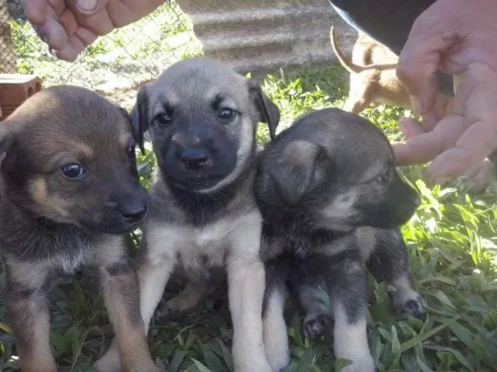 Cachorro ra a Sem raça idade Abaixo de 2 meses nome Filhotes