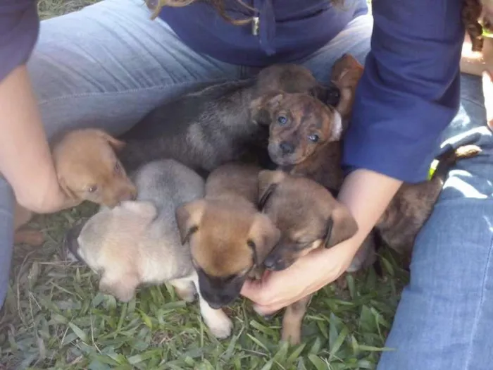 Cachorro ra a Sem raça idade Abaixo de 2 meses nome Filhotes