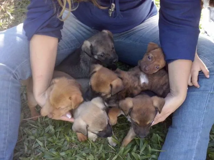 Cachorro ra a Sem raça idade Abaixo de 2 meses nome Filhotes