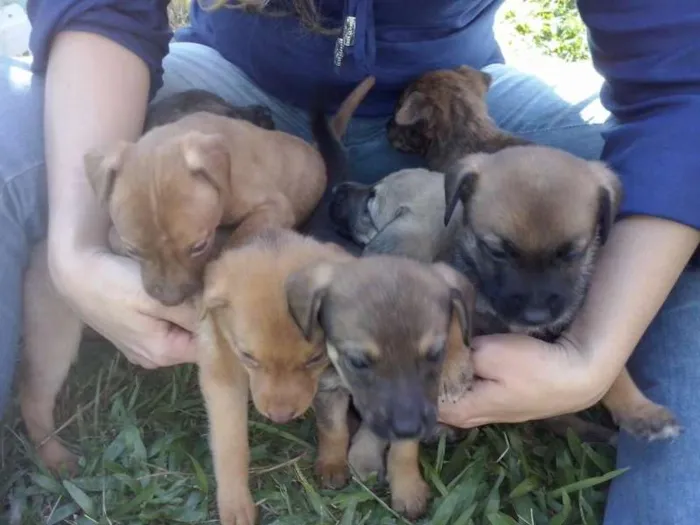 Cachorro ra a Sem raça idade Abaixo de 2 meses nome Filhotes