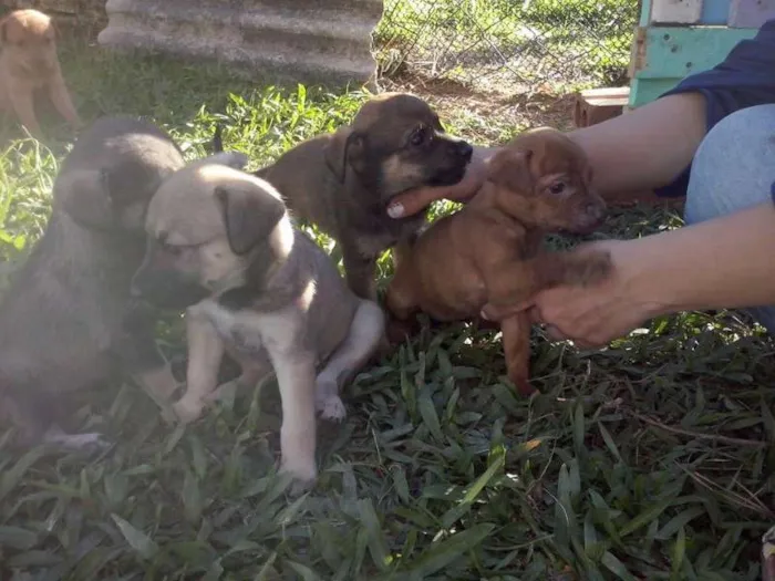 Cachorro ra a Sem raça idade Abaixo de 2 meses nome Filhotes