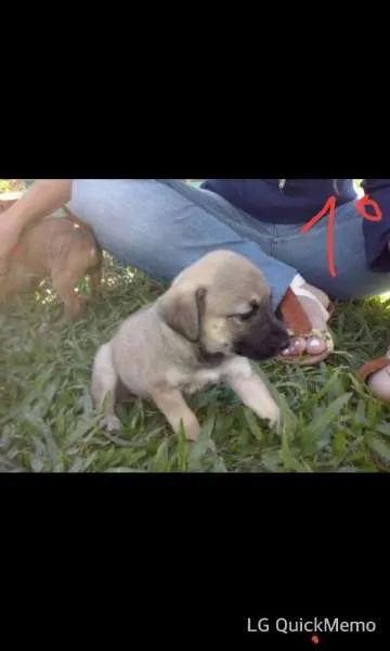 Cachorro ra a Sem raça idade Abaixo de 2 meses nome Filhotes