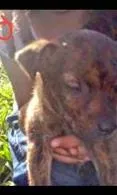 Cachorro ra a Sem raça idade Abaixo de 2 meses nome Filhotes