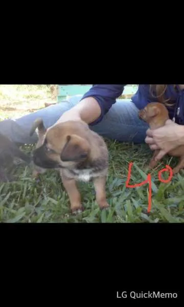 Cachorro ra a Sem raça idade Abaixo de 2 meses nome Filhotes