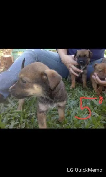 Cachorro ra a Sem raça idade Abaixo de 2 meses nome Filhotes
