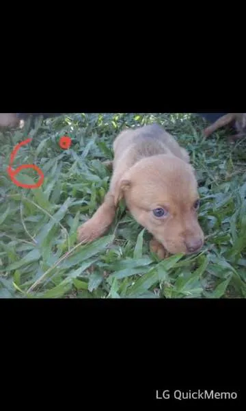 Cachorro ra a Sem raça idade Abaixo de 2 meses nome Filhotes