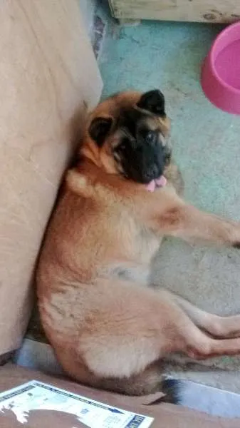 Cachorro ra a indefinida idade 2 anos nome curika