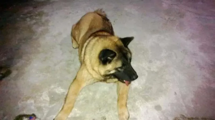 Cachorro ra a indefinida idade 2 anos nome curika