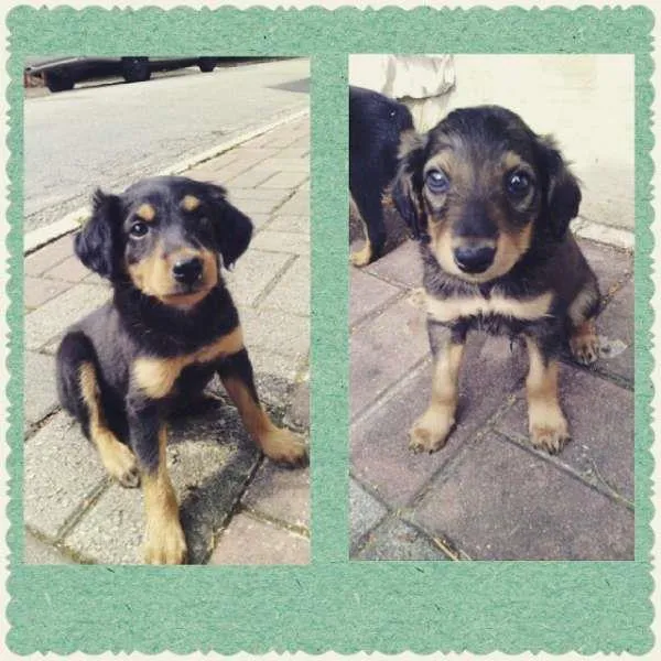 Cachorro ra a Mestiço de Rotweiller idade Abaixo de 2 meses nome Bóris e Amora