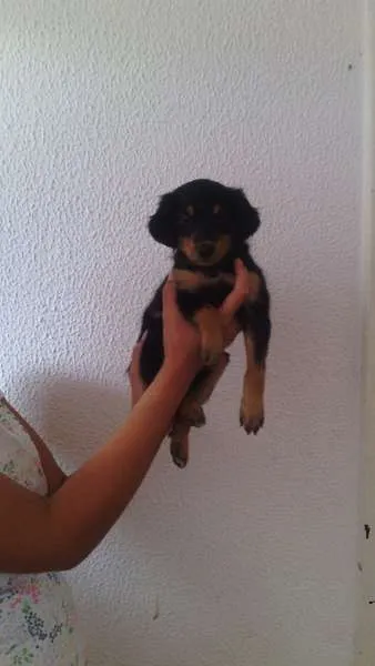 Cachorro ra a Mestiço de Rotweiller idade Abaixo de 2 meses nome Bóris e Amora