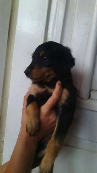 Cachorro ra a Mestiço de Rotweiller idade Abaixo de 2 meses nome Bóris e Amora