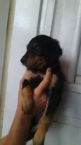Bóris e Amora