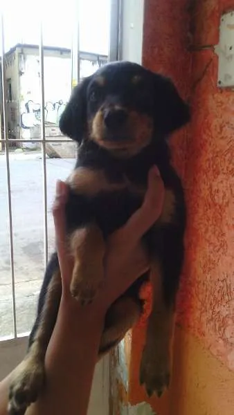 Cachorro ra a Mestiço de Rotweiller idade Abaixo de 2 meses nome Bóris e Amora