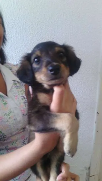 Cachorro ra a Mestiço de Rotweiller idade Abaixo de 2 meses nome Bóris e Amora