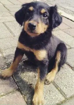 Cachorro ra a Mestiço de Rotweiller idade Abaixo de 2 meses nome Bóris e Amora