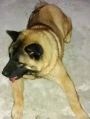 Cachorro raça indefinida idade 2 anos nome curika
