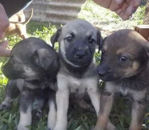 Cachorro raça Sem raça idade Abaixo de 2 meses nome Filhotes