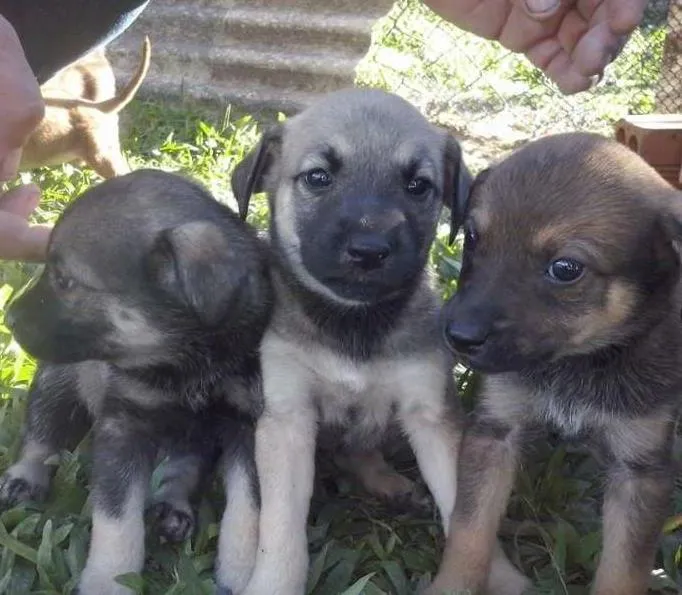 Cachorro ra a Sem raça idade Abaixo de 2 meses nome Filhotes