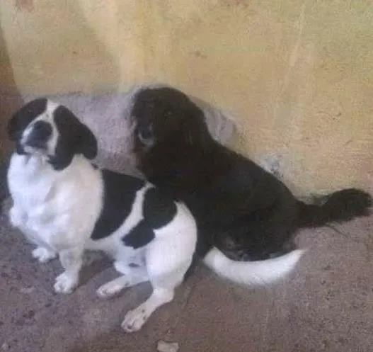 Cachorro ra a Vira lata e cokie idade Abaixo de 2 meses nome Sem Nome