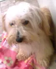 Alemão