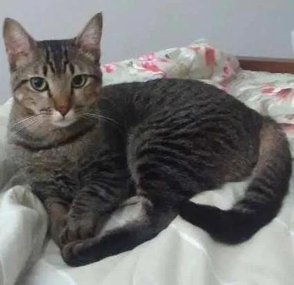 Gato ra a Sem raça definida idade 2 anos nome Mocó