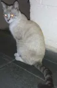 Cinzão
