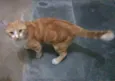 Laranjão