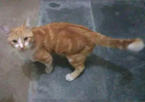 Gato raça SRD idade 7 a 11 meses nome Laranjão