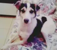 vick