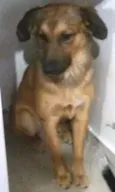 bolinha