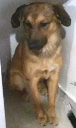 Cachorro ra a srd idade 1 ano nome bolinha