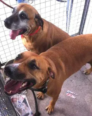 Cachorro raça Fila idade 3 anos nome Danka e Junior
