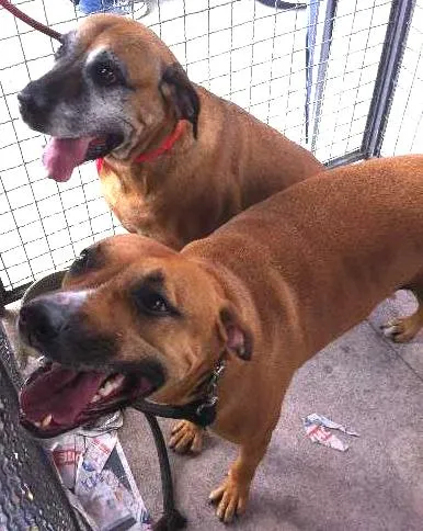 Cachorro ra a Fila idade 3 anos nome Danka e Junior