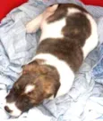 tico