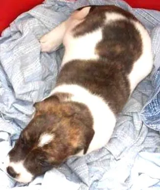 Cachorro ra a srd idade Abaixo de 2 meses nome tico