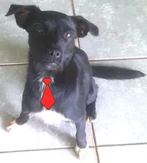 Cachorro raça SRD idade  nome Lindo machinho