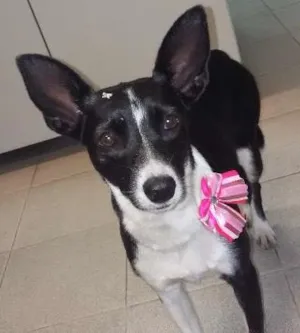 Cachorro raça  idade 2 anos nome Fifi