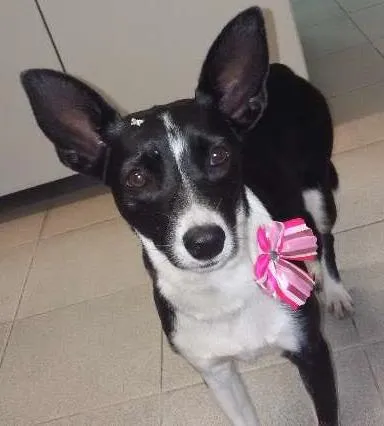 Cachorro ra a  idade 2 anos nome Fifi
