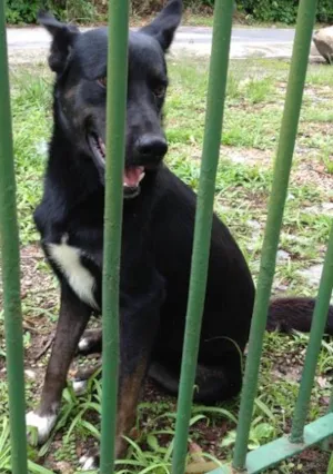Cachorro raça SRD idade 3 anos nome Desconhecido