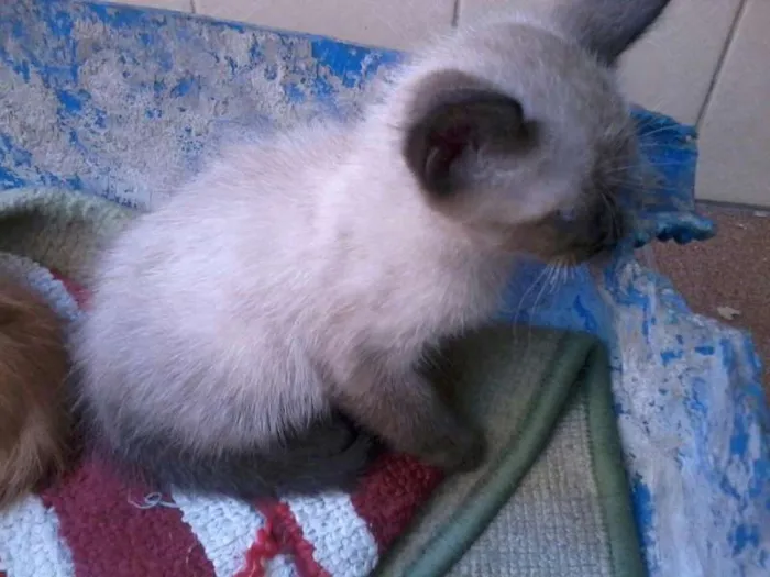 Gato ra a SRD idade 2 a 6 meses nome SEM NOME