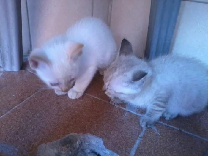 Gato ra a SRD idade 2 a 6 meses nome SEM NOME