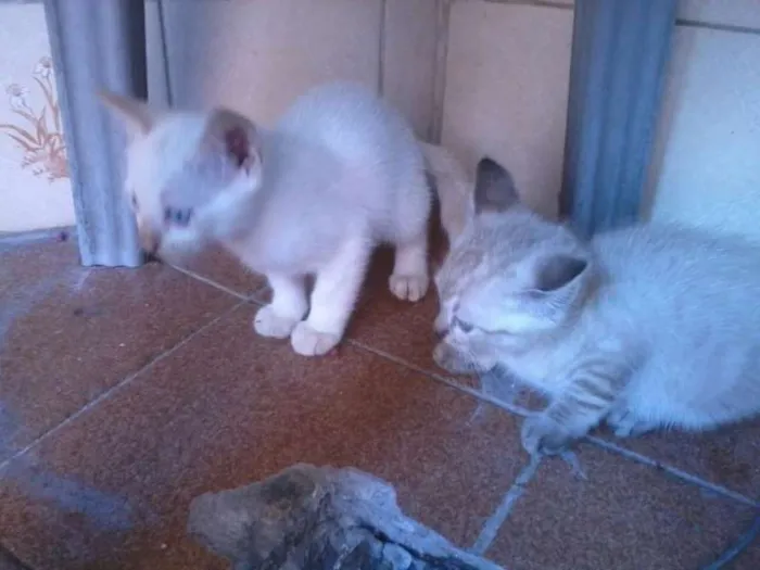 Gato ra a SRD idade 2 a 6 meses nome SEM NOME