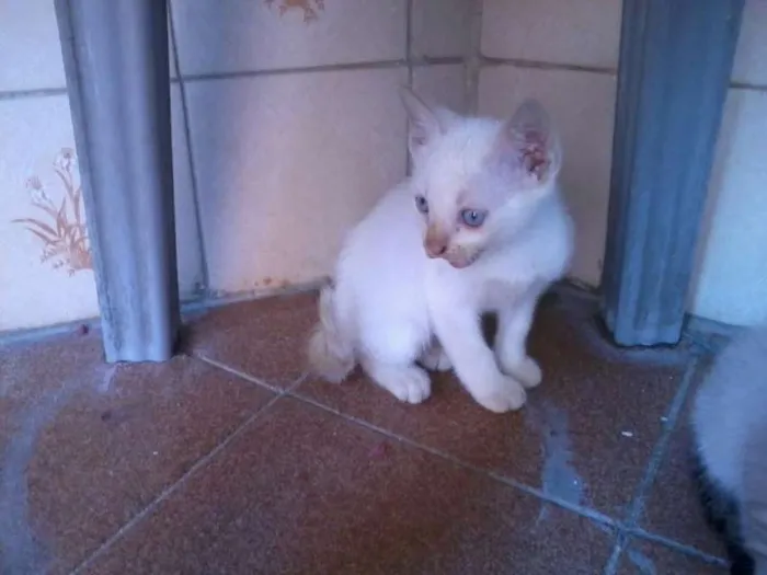 Gato ra a SRD idade 2 a 6 meses nome SEM NOME