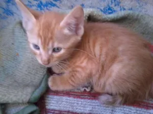 Gato raça SRD idade 2 a 6 meses nome SEM NOME