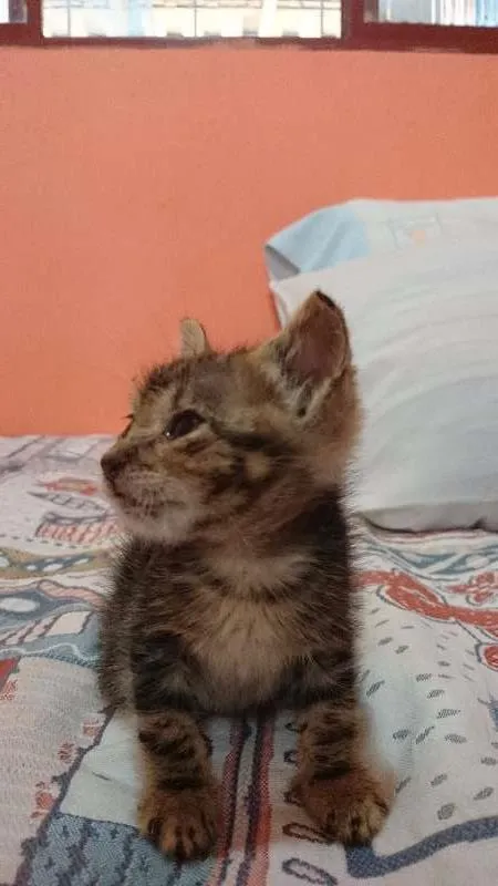 Gato ra a Sem Raça idade Abaixo de 2 meses nome Mimi