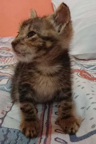 Gato ra a Sem Raça idade Abaixo de 2 meses nome Mimi